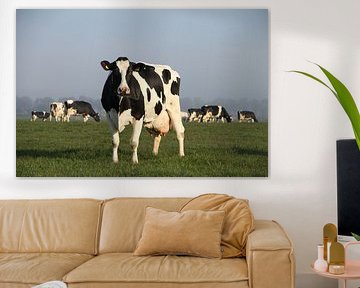 Cows in the meadow
