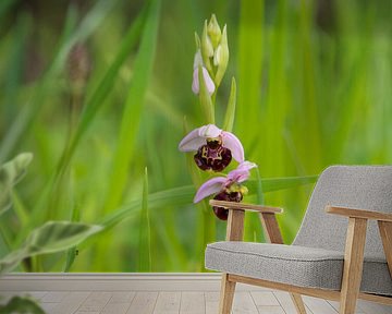 Wilde Orchidee Bijenkorfkruid van Ines Porada