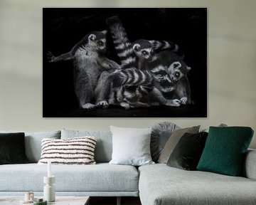 They are engaged in lemur business - combing and licking wool. Three Madagascar ring-tailed lemur on