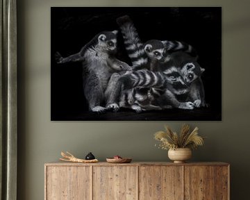 They are engaged in lemur business - combing and licking wool. Three Madagascar ring-tailed lemur on van Michael Semenov