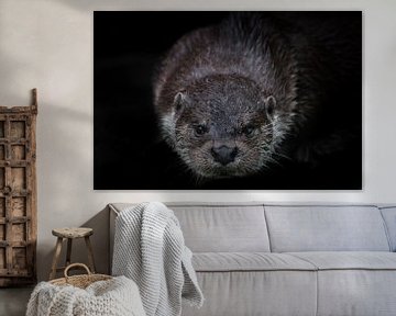 Kopf Schnauze Otter schaut dich an volles Gesicht Nahaufnahme isoliert schwarzem Hintergrund, Schnur