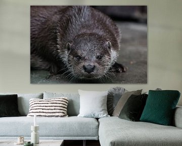 Portret van een mooie rivierotter snuit close-up vol gezicht kijkt je aan, klaar voor alles en kijkt