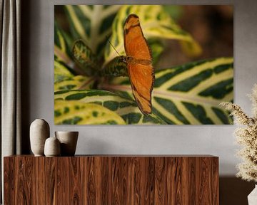 Dryas julia vlinder von Ronald en Bart van Berkel