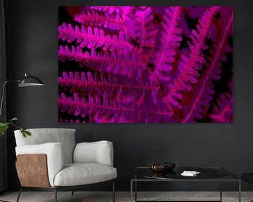 Purple fern by Joke Gorter