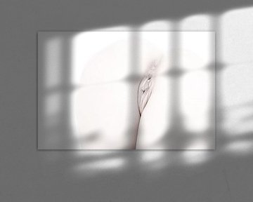 Künstlerischer Akt des Gesäßes und einer Vagina in High Key Farbe von Art By Dominic