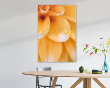 Sweet Dhalias | Fine art print | Orange Flower by Gabry Zijlstra