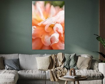 Sweet Dhalia’s | Fine art print | Pink Flower van Gabry Zijlstra
