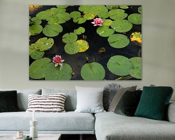 Waterlelies bloeien op een meer