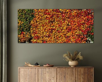 Panorama Kleurrijke bladeren van de wilde wingerd in de herfst van Dieter Walther
