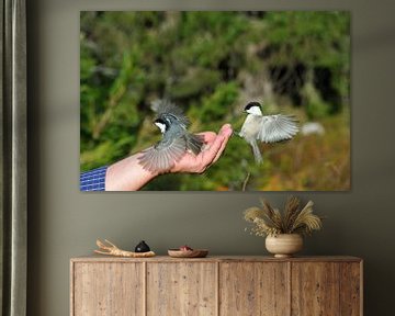 Mésange charbonnière et mésange charbonnière sur Karin Jähne