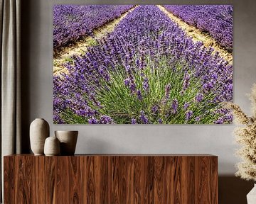 Feld mit blühendem Lavendel in der Provence in Frankreich von Dieter Walther