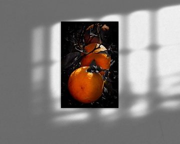 reife saftige Orangen am Baum mit dunklen Blättern von Dieter Walther