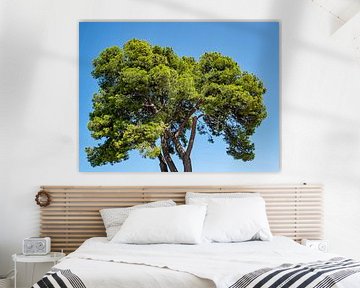 Large pine in the northern Mediterranean by Animaflora PicsStock