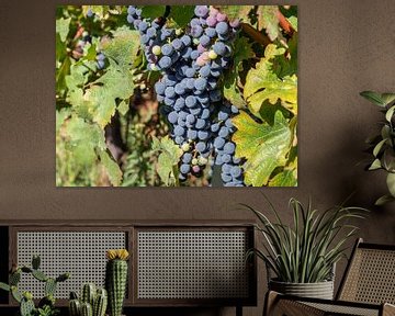 Frisse blauwe wijn in de herfst van Animaflora PicsStock