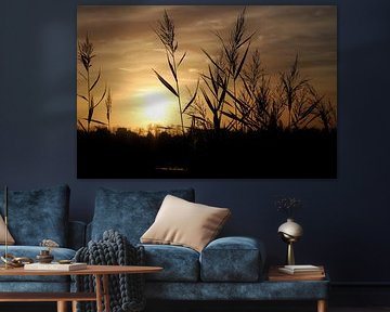 Riet met ondergaande zon