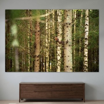 Eekhoorn in een Zweeds bos