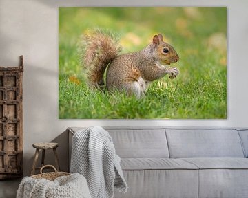 Écureuil avec une noix dans un pré sur Berit Kessler
