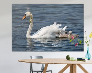 Mother swan with chicks swimming on the lake by Berit Kessler