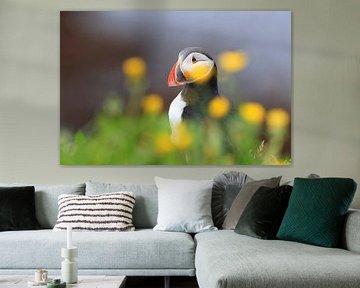 Puffin Iceland by Frank Fichtmüller