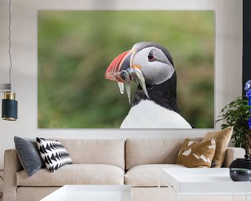 Puffins with sandeels Iceland by Frank Fichtmüller