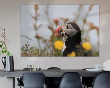 Puffins with sandeels Iceland by Frank Fichtmüller