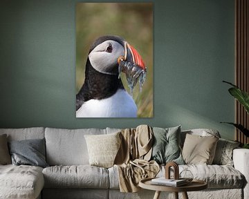 Puffins with sandeels Iceland by Frank Fichtmüller