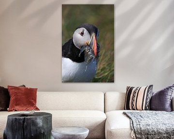 Puffins with sandeels Iceland by Frank Fichtmüller