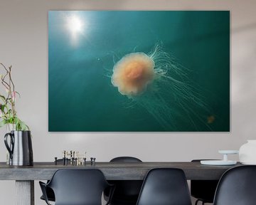 Une méduse dans un autre univers sur Elisa in Iceland