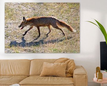 Rode vos m achtergrondverlichting van Karin Jähne
