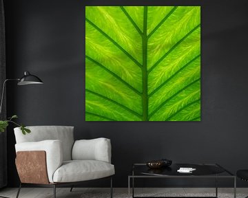 Tropisch groen blad aan de onderkant. Botanische natuurfotografie,  urban jungle art print van Christa Stroo fotografie