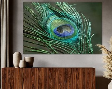 Veer van een pauw  in felle kleuren groen en blauw - natuurfotografie. van Christa Stroo fotografie