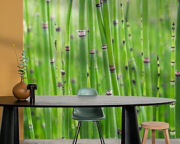 Kleine bamboe in een Japanse tuin. Botanische natuurfotografie, urban jungle art print van Christa Stroo fotografie