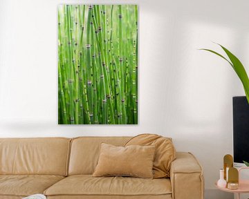 Kleine bamboe in een Japanse tuin. Botanische natuurfotografie, urban jungle art print van Christa Stroo fotografie