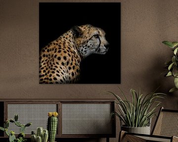 Gepard auf schwarzem Hintergrund von 7.2 Photography