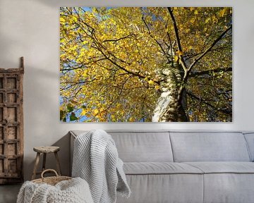 Levendige Betula pendula, geel herfstblad van Imladris Images