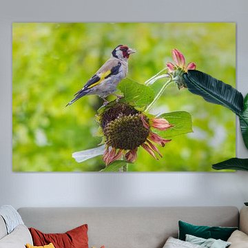 Uferschnepfe auf Sonnenblume