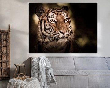 Portret van een Siberische tijger van ManfredFotos