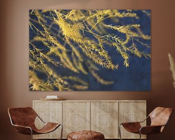 Goldene Spargelfarnwedel von Imladris Images