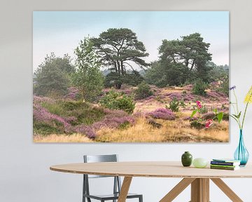 Blühendes Heidekraut auf dem Aekingerzand (Die Niederlande) von Birgitte Bergman