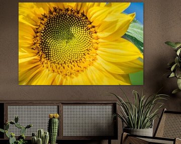 Sonnenblume von John Goossens Photography