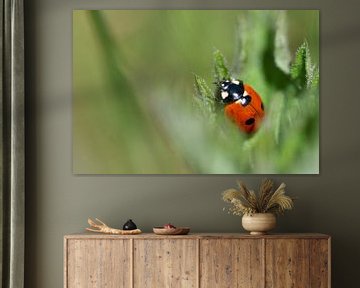 ladybug by Marjolein Gompel