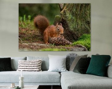 Squirrel in the woods by Tanja van Beuningen