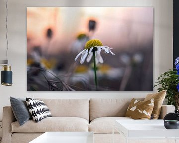The Daisy by D.R.Fotografie