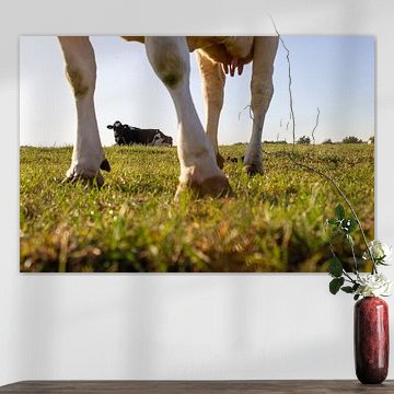 Summer shot with cows