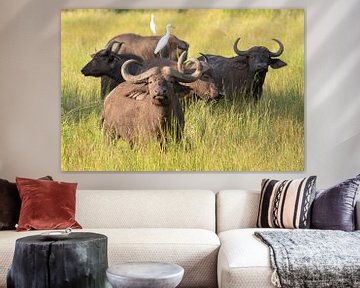 Cape buffalo (Syncerus caffer) by Alexander Ludwig