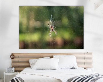Araignée dans sa toile sur thomaswphotography