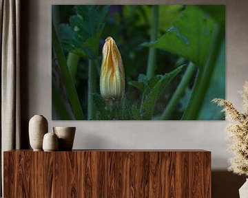 Zucchini- oder Zucchiniblüte an der Pflanze in einem Gemüsebeet, Hintergrund aus dunkelgrünen Blätte von Maren Winter