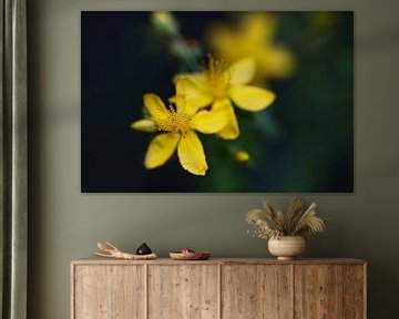 Macro abstrait d'une étamine dans la fleur jaune de Hypericum perforatum (millepertuis), une herbe m sur Maren Winter