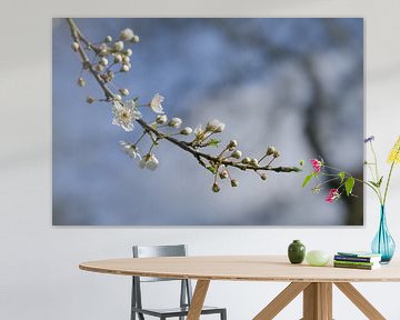 Blühender Kirschpflaumenbaum (Prunus cerasifera) mit kleinen weißen Blüten im Frühling oder zu Oster von Maren Winter