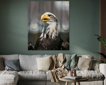 american sea eagle by Rick Nijman